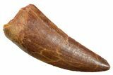 Serrated, Carcharodontosaurus Tooth - Real Dinosaur Tooth #351641-1